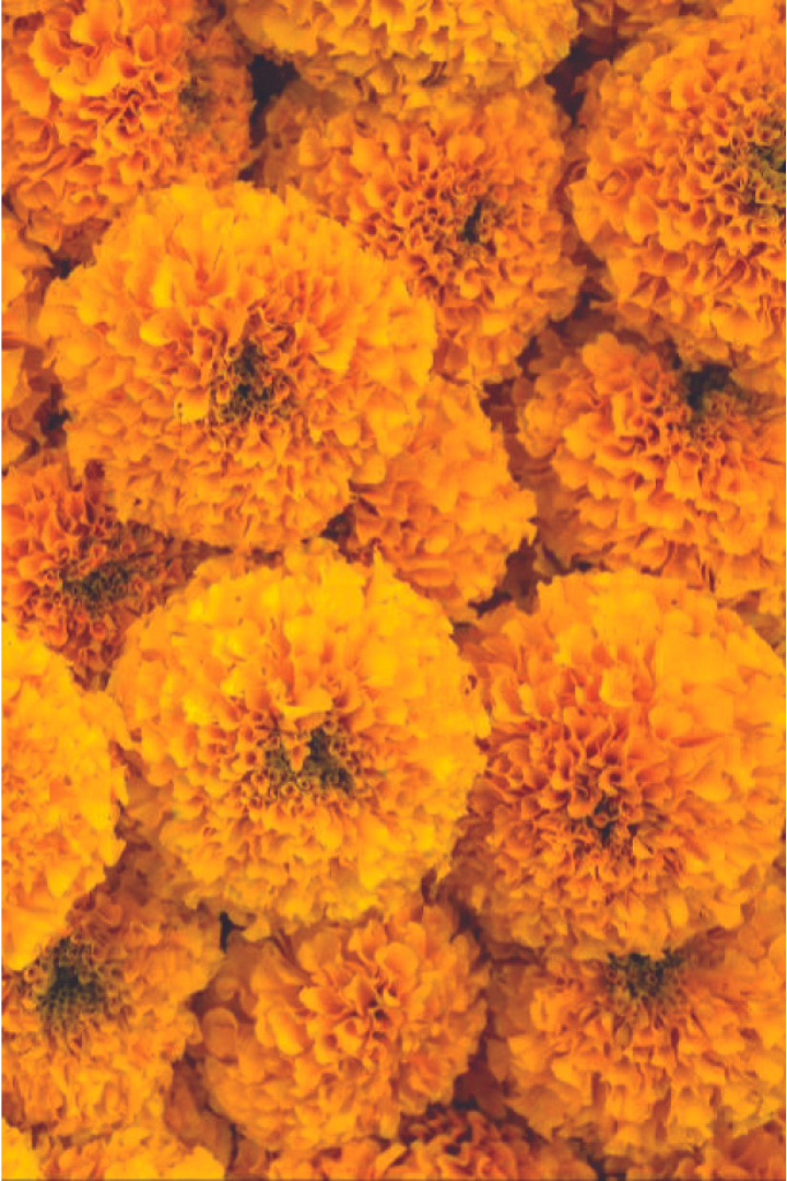 Cologne Intense Jasmine Sambac & Marigold 100ml