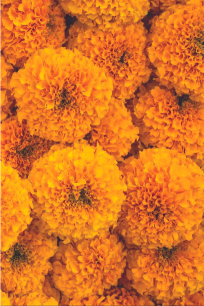 Cologne Intense Jasmine Sambac & Marigold 100 ml