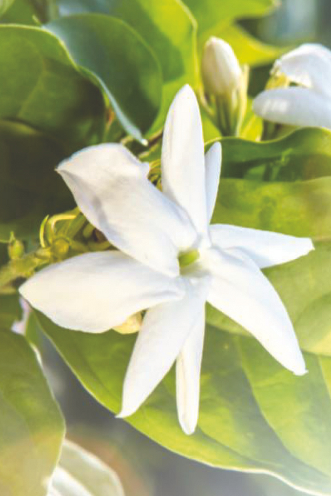 Cologne Intense Jasmine Sambac & Marigold 100 ml