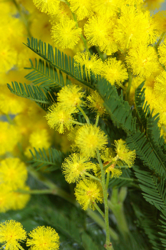 Cologne Mimosa & Cardamom 30 ml